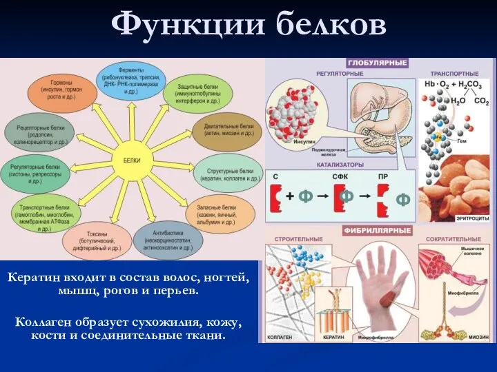 Функции белков Кератин входит в состав волос, ногтей, мышц, рогов и перьев.