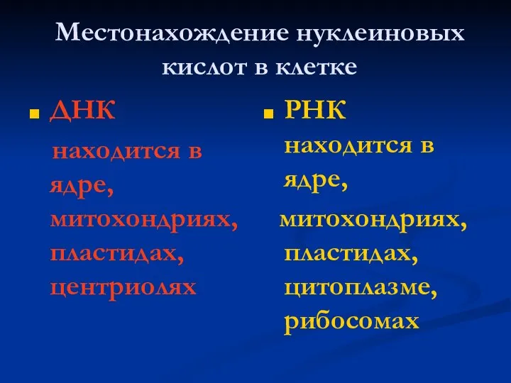 Местонахождение нуклеиновых кислот в клетке ДНК находится в ядре, митохондриях, пластидах, центриолях