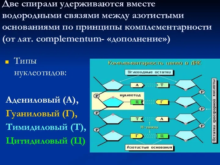 Две спирали удерживаются вместе водородными связями между азотистыми основаниями по принципы комплементарности