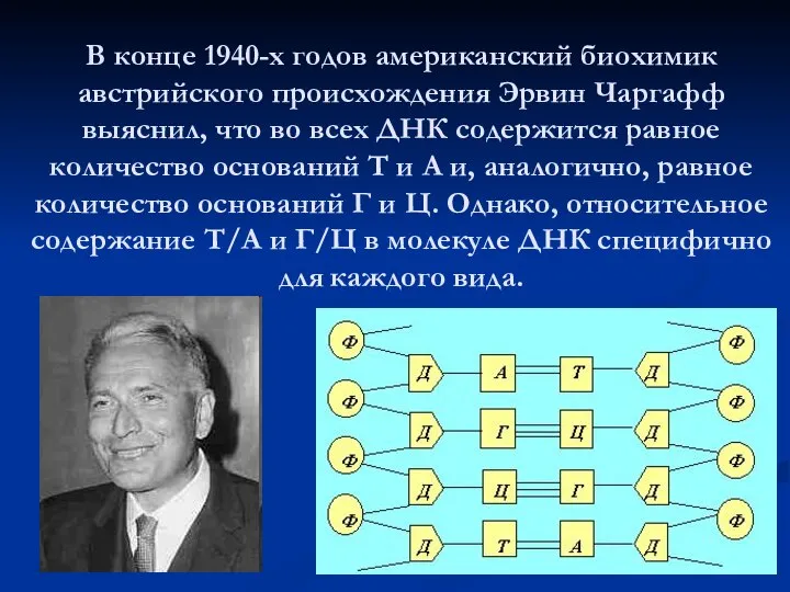 В конце 1940-х годов американский биохимик австрийского происхождения Эрвин Чаргафф выяснил, что