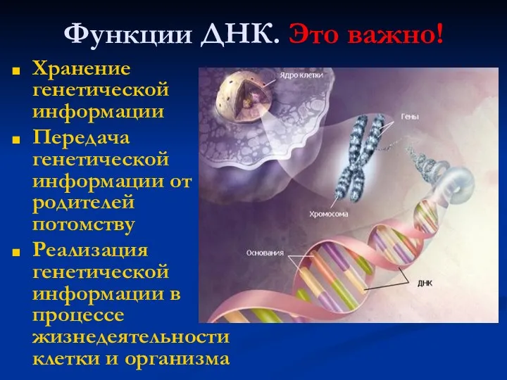 Функции ДНК. Это важно! Хранение генетической информации Передача генетической информации от родителей