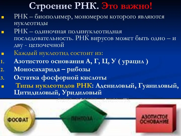 Строение РНК. Это важно! РНК – биополимер, мономером которого являются нуклеотиды РНК