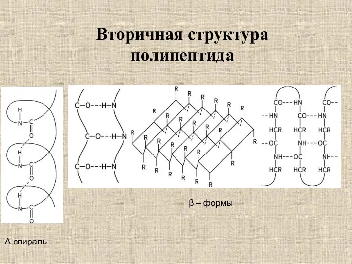 Вторичная структура полипептида Α-спираль β – формы