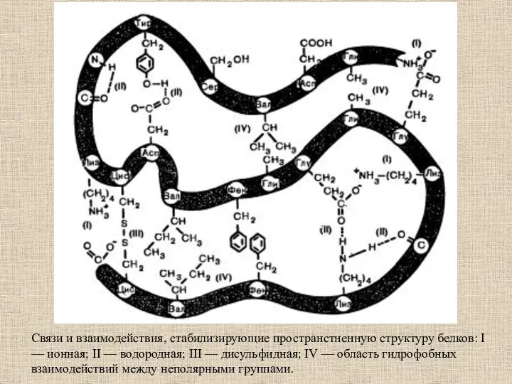 Связи и взаимодействия, стабилизирующие пространстненную структуру белков: I — ионная; II —