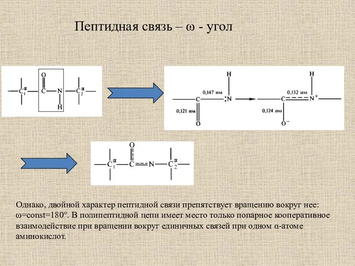 Пептидная связь – ω - угол Однако, двойной характер пептидной связи препятствует