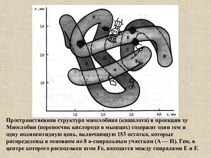 Пространственная структура миоглобина (кашалота) в проекции ху Миоглобин (переносчик кислорода в мышцах)