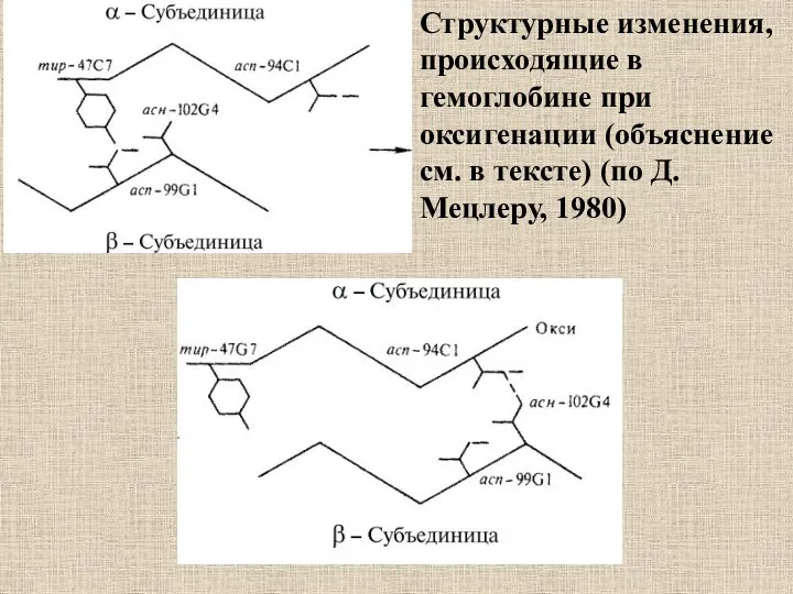 Структурные изменения, происходящие в гемоглобине при оксигенации (объяснение см. в тексте) (по Д. Мецлеру, 1980)