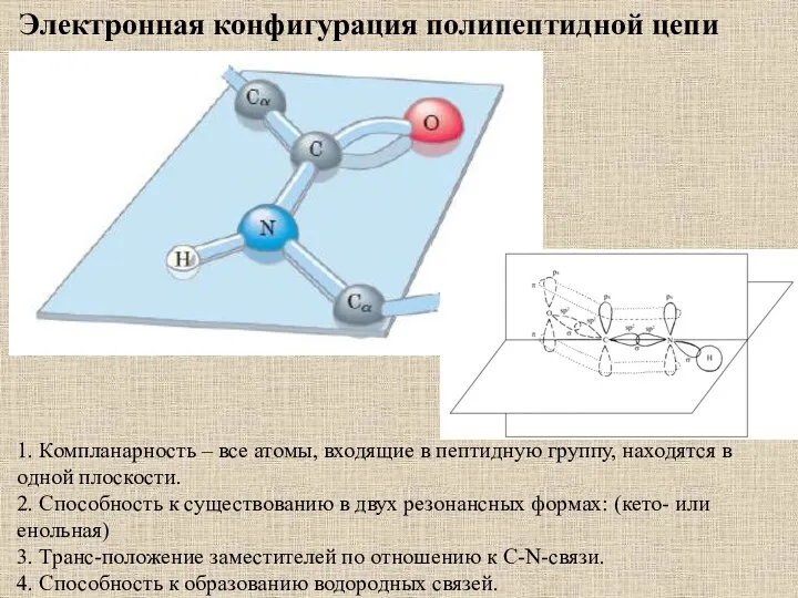 1. Компланарность – все атомы, входящие в пептидную группу, находятся в одной