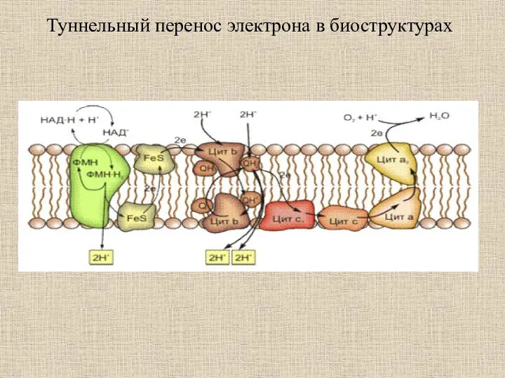 Туннельный перенос электрона в биоструктурах