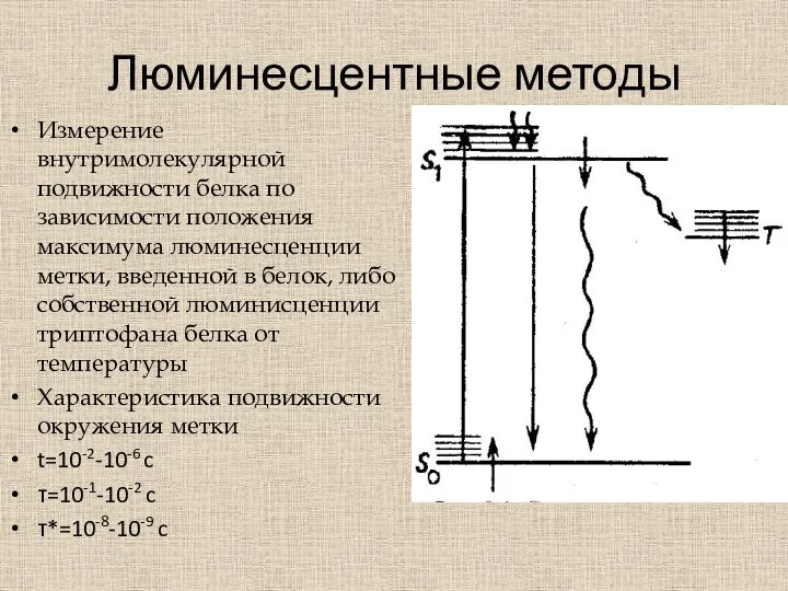 Люминесцентные методы Измерение внутримолекулярной подвижности белка по зависимости положения максимума люминесценции метки,