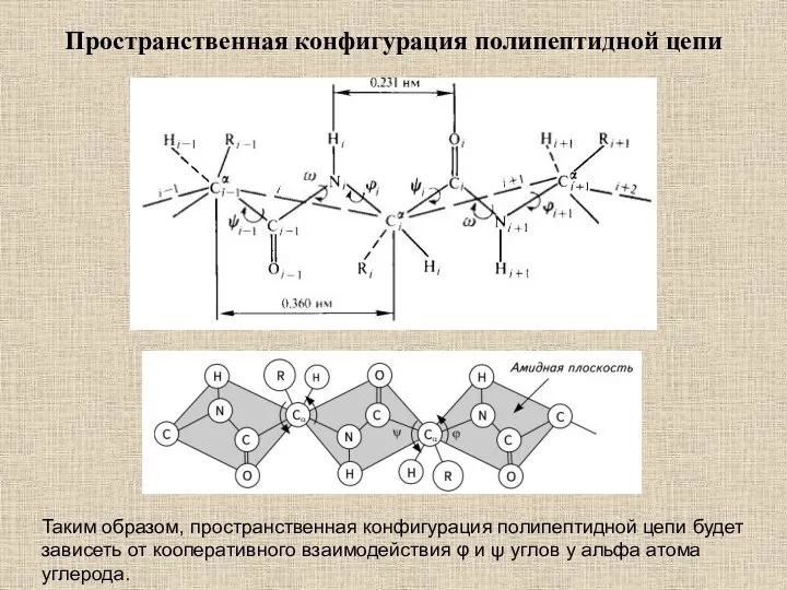 Пространственная конфигурация полипептидной цепи Таким образом, пространственная конфигурация полипептидной цепи будет зависеть
