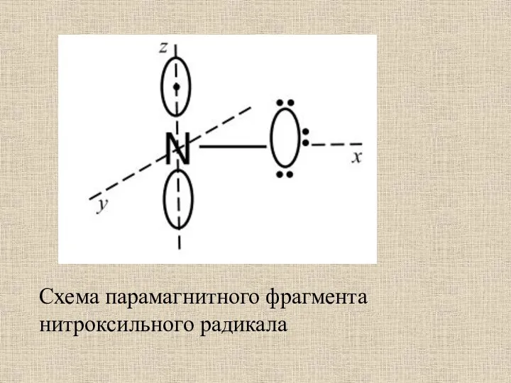 Схема парамагнитного фрагмента нитроксильного радикала