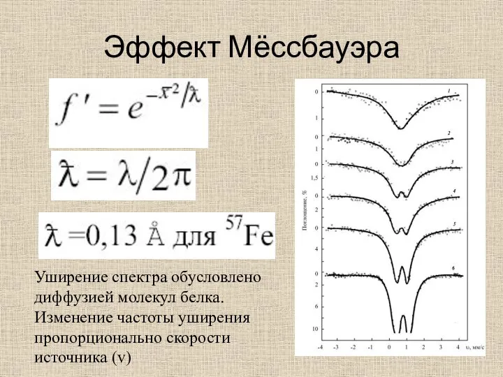 Эффект Мёссбауэра Уширение спектра обусловлено диффузией молекул белка. Изменение частоты уширения пропорционально скорости источника (v)