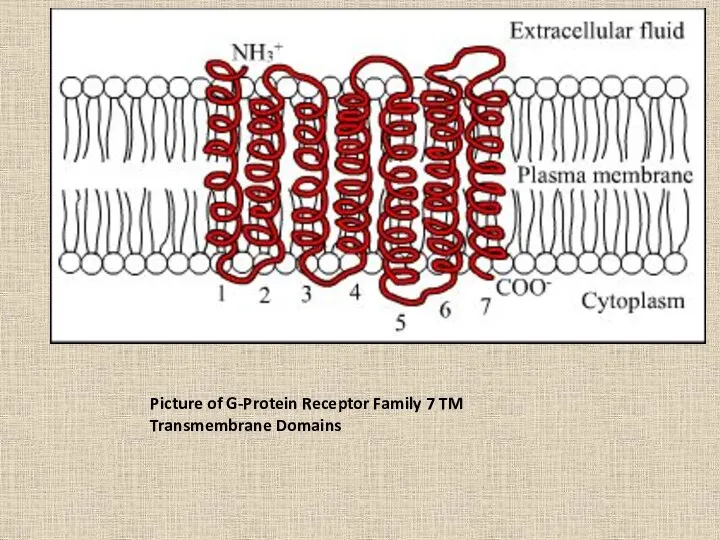 Picture of G-Protein Receptor Family 7 TM Transmembrane Domains