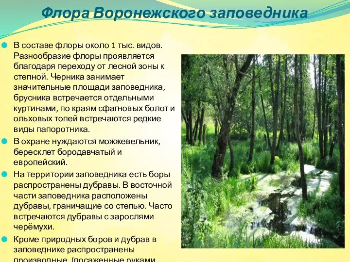 Флора Воронежского заповедника В составе флоры около 1 тыс. видов. Разнообразие флоры