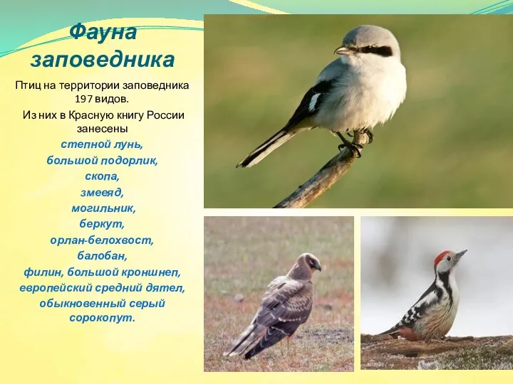 Фауна заповедника Птиц на территории заповедника 197 видов. Из них в Красную