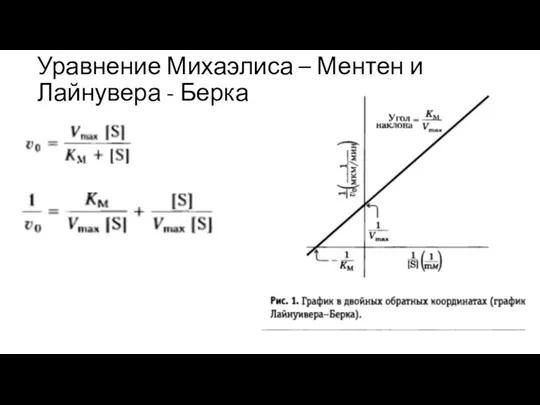 Уравнение Михаэлиса – Ментен и Лайнувера - Берка