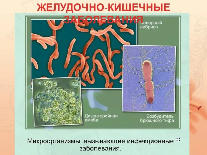 ЖЕЛУДОЧНО-КИШЕЧНЫЕ ЗАБОЛЕВАНИЯ