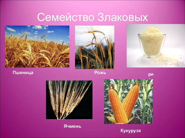 Семейство Злаковых Пшеница Рожь рис Ячмень Кукуруза