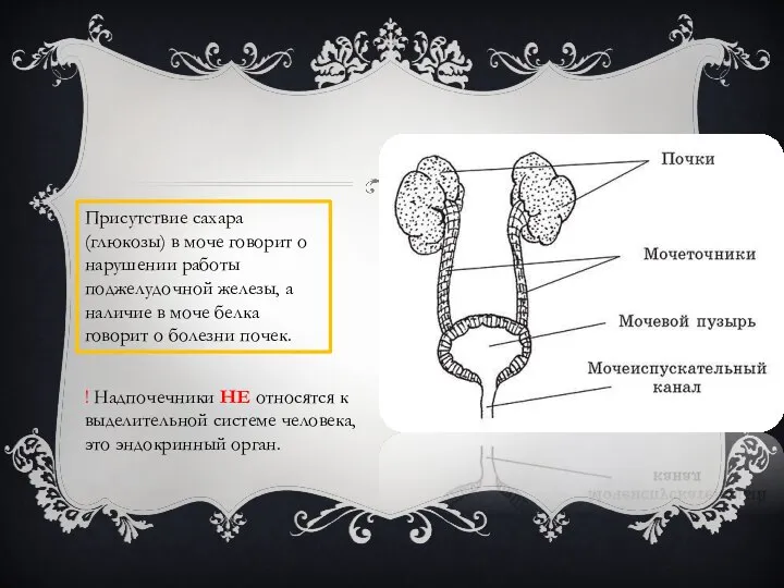 Присутствие сахара (глюкозы) в моче говорит о нарушении работы поджелудочной железы, а