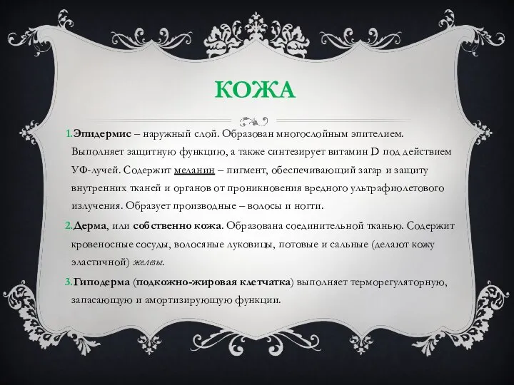 КОЖА Эпидермис – наружный слой. Образован многослойным эпителием. Выполняет защитную функцию, а