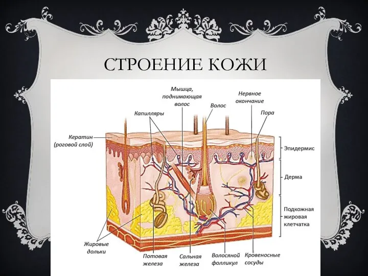 СТРОЕНИЕ КОЖИ