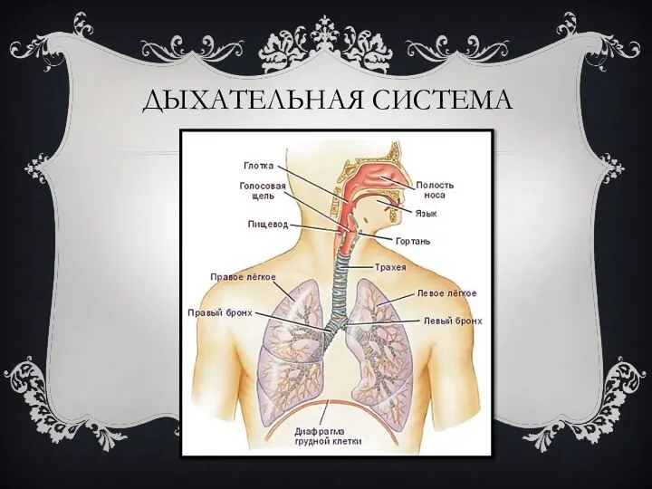 ДЫХАТЕЛЬНАЯ СИСТЕМА