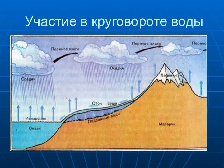 Участие в круговороте воды