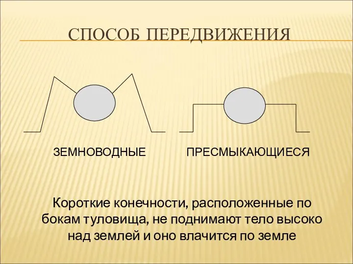 СПОСОБ ПЕРЕДВИЖЕНИЯ Короткие конечности, расположенные по бокам туловища, не поднимают тело высоко