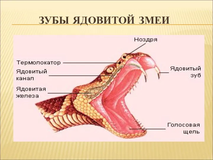 ЗУБЫ ЯДОВИТОЙ ЗМЕИ