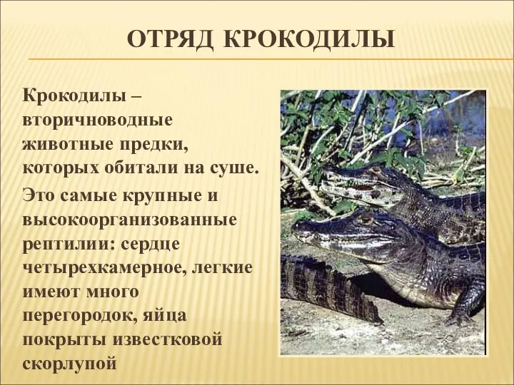 ОТРЯД КРОКОДИЛЫ Крокодилы – вторичноводные животные предки, которых обитали на суше. Это
