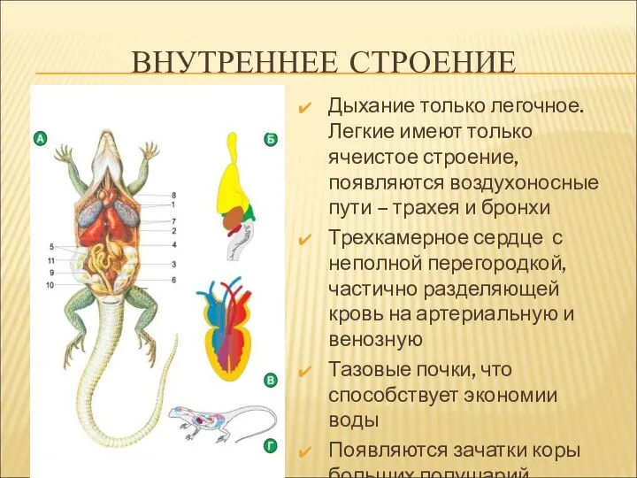 ВНУТРЕННЕЕ СТРОЕНИЕ Дыхание только легочное. Легкие имеют только ячеистое строение, появляются воздухоносные