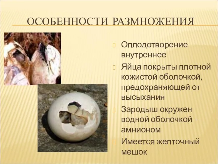 ОСОБЕННОСТИ РАЗМНОЖЕНИЯ Оплодотворение внутреннее Яйца покрыты плотной кожистой оболочкой, предохраняющей от высыхания