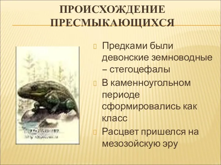 ПРОИСХОЖДЕНИЕ ПРЕСМЫКАЮЩИХСЯ Предками были девонские земноводные – стегоцефалы В каменноугольном периоде сформировались