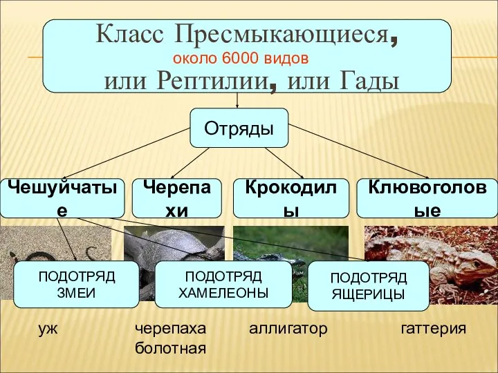 Класс Пресмыкающиеся, или Рептилии, или Гады около 6000 видов Чешуйчатые Черепахи Отряды