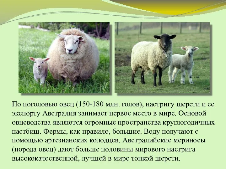 По поголовью овец (150-180 млн. голов), настригу шерсти и ее экспорту Австралия