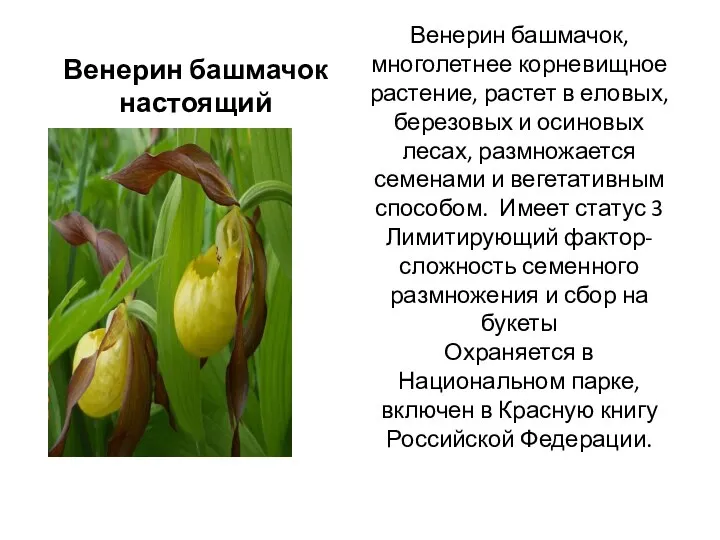 Венерин башмачок, многолетнее корневищное растение, растет в еловых, березовых и осиновых лесах,