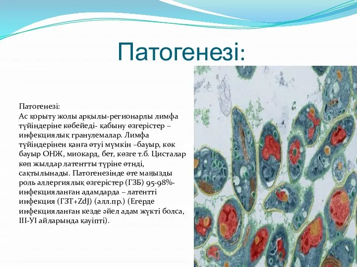 Патогенезі: Патогенезі: Ас қорыту жолы арқылы-регионарлы лимфа түйіндеріне көбейеді- қабыну өзгерістер –