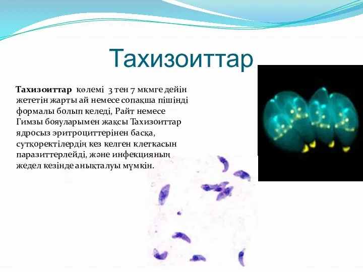 Тахизоиттар Тахизоиттар көлемі 3 тен 7 мкмге дейін жететін жарты ай немесе