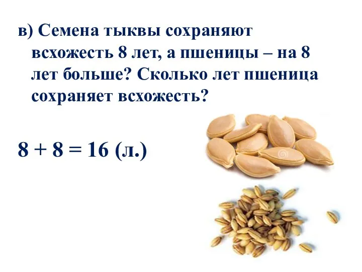 в) Семена тыквы сохраняют всхожесть 8 лет, а пшеницы – на 8