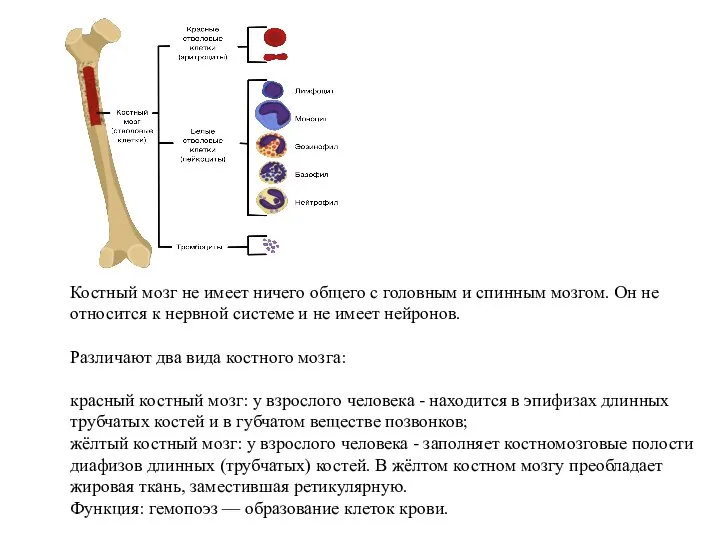 Костный мозг не имеет ничего общего с головным и спинным мозгом. Он