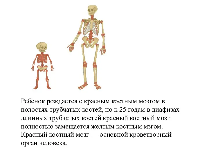 Ребенок рождается с красным костным мозгом в полостях трубчатых костей, но к