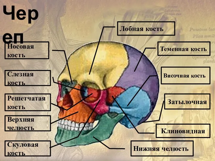 Лобная кость Череп Теменная кость Височная кость Нижняя челюсть Скуловая кость Верхняя