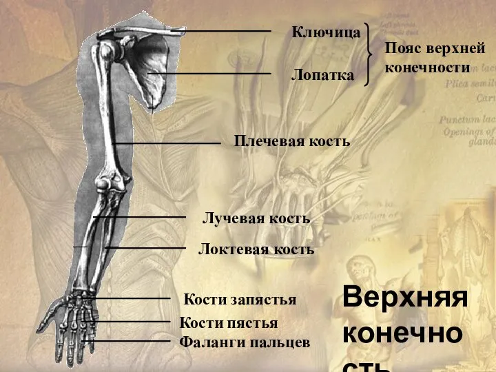 Ключица Лопатка Плечевая кость Локтевая кость Лучевая кость Кости запястья Фаланги пальцев