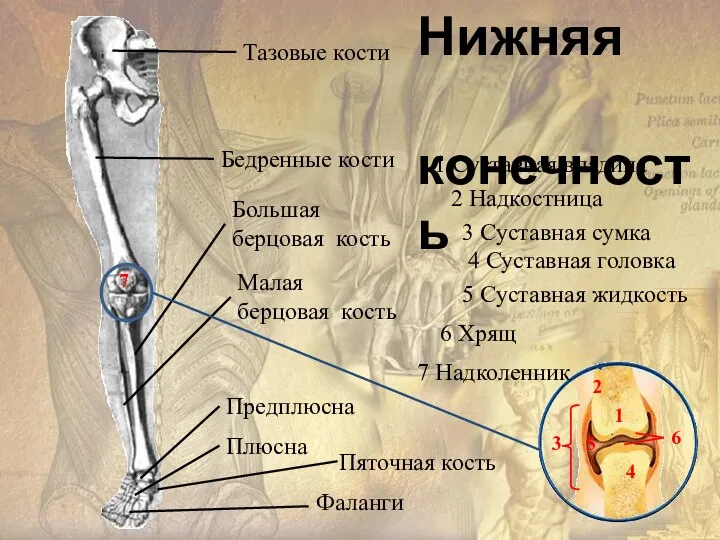 Тазовые кости Бедренные кости Большая берцовая кость Малая берцовая кость Предплюсна Плюсна