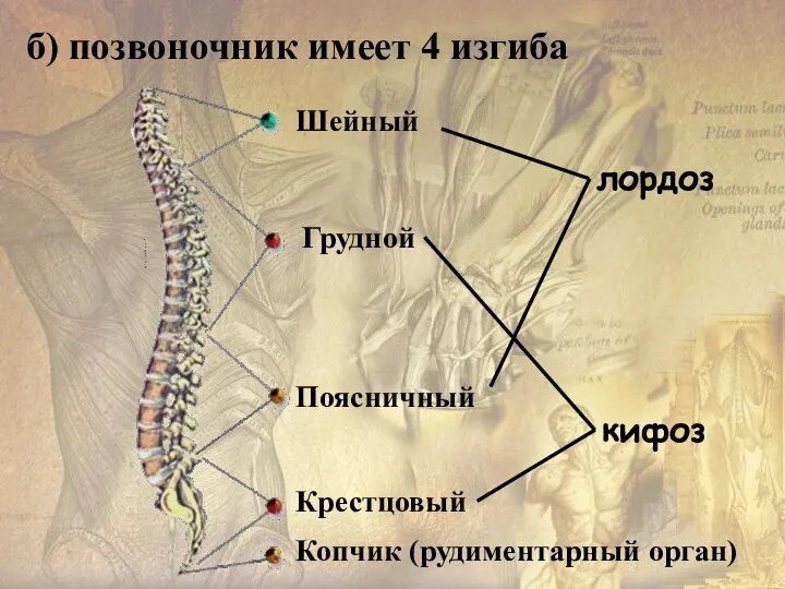 б) позвоночник имеет 4 изгиба лордоз кифоз Шейный Грудной Поясничный Копчик (рудиментарный орган) Крестцовый