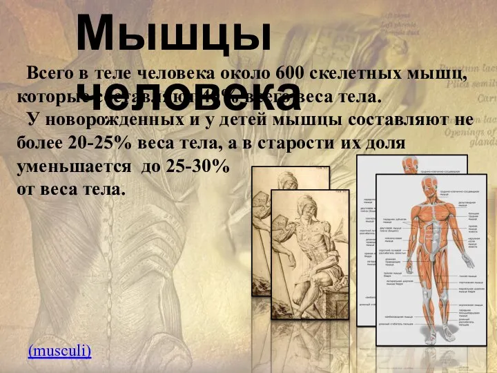 Мышцы человека Всего в теле человека около 600 скелетных мышц, которые составляют