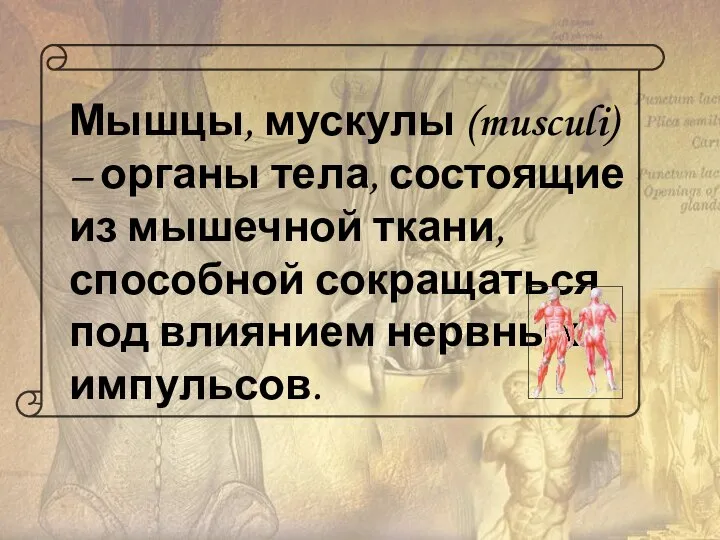 Мышцы, мускулы (musculi) – органы тела, состоящие из мышечной ткани, способной сокращаться под влиянием нервных импульсов.