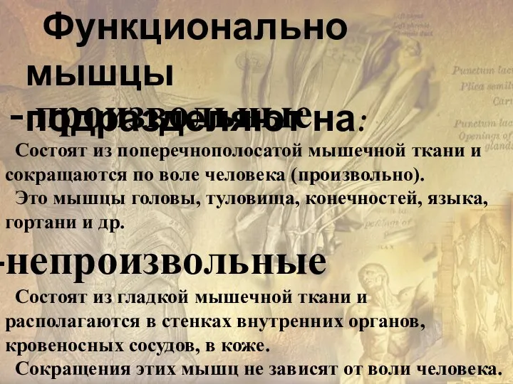 Функционально мышцы подразделяют на: - произвольные Состоят из поперечнополосатой мышечной ткани и