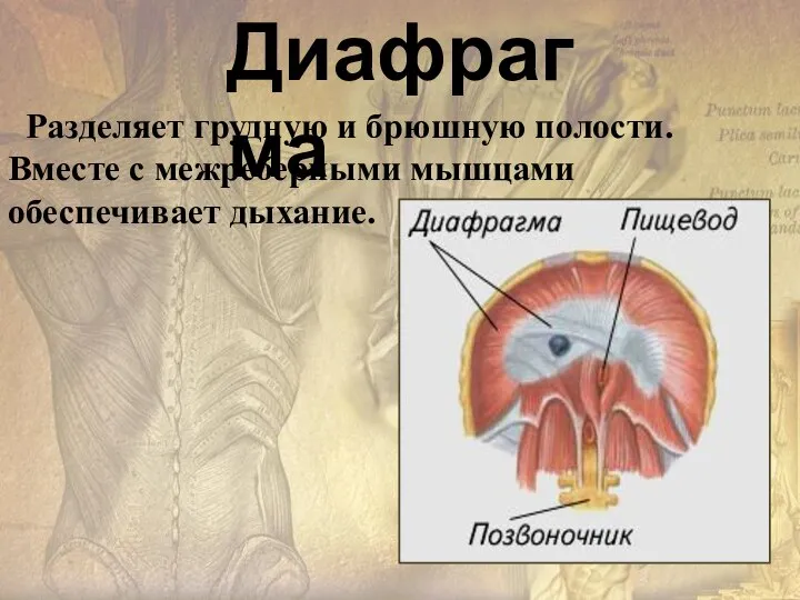 Разделяет грудную и брюшную полости. Вместе с межреберными мышцами обеспечивает дыхание. Диафрагма